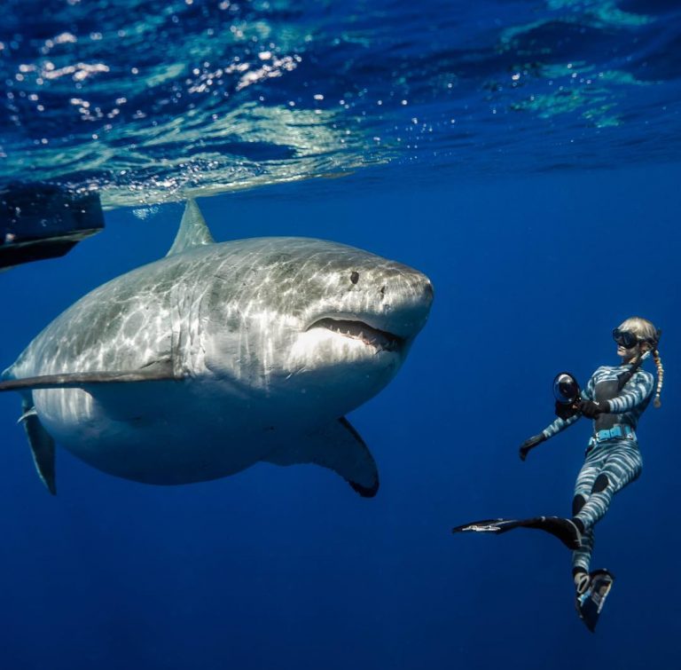 Mergulhadores nadam com maior tubarão branco já visto Mundo Pleno News