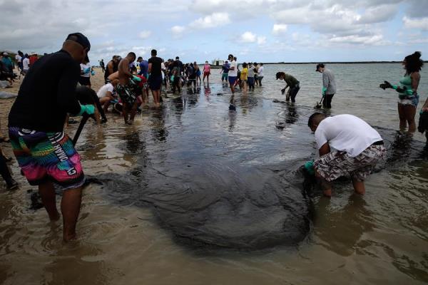 Voluntários retiram óleo de praias do Nordeste Voluntários retiram óleo de praias do Nordeste